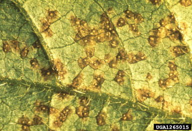 Soybean rust